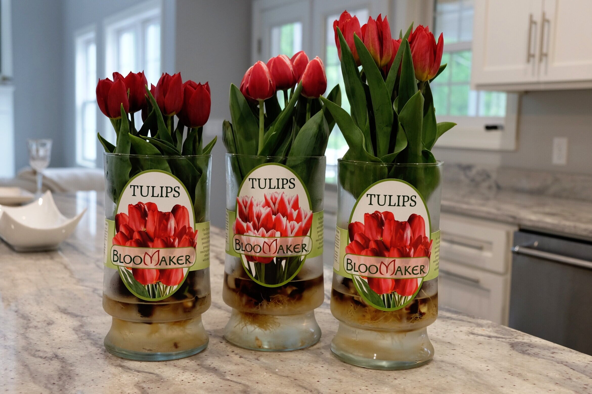 Online Floral Shop, Amaryllis & Tulips